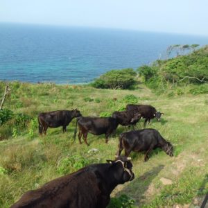壱岐牛バラ(焼肉用